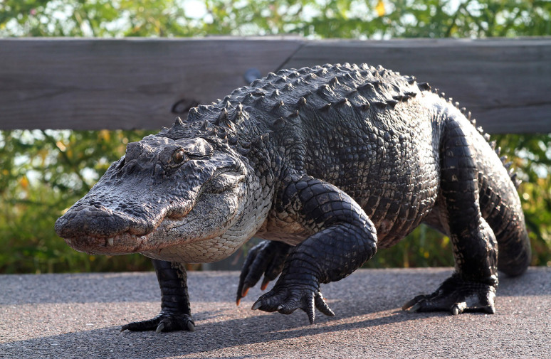alligator-walking-02.jpg